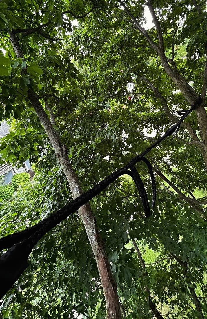 Cable support system installed between tree trunks