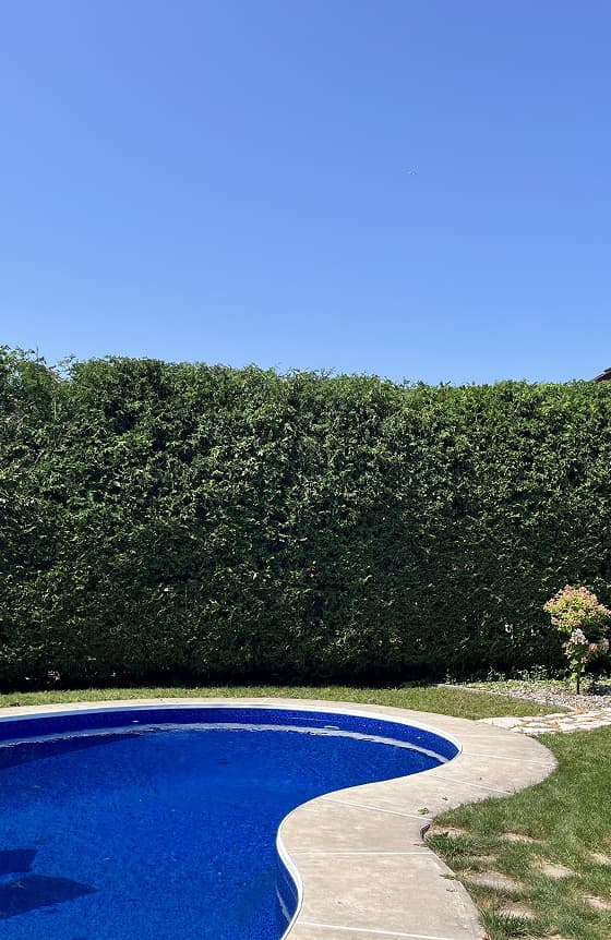 Freshly trimmed cedar hedge with clean lines