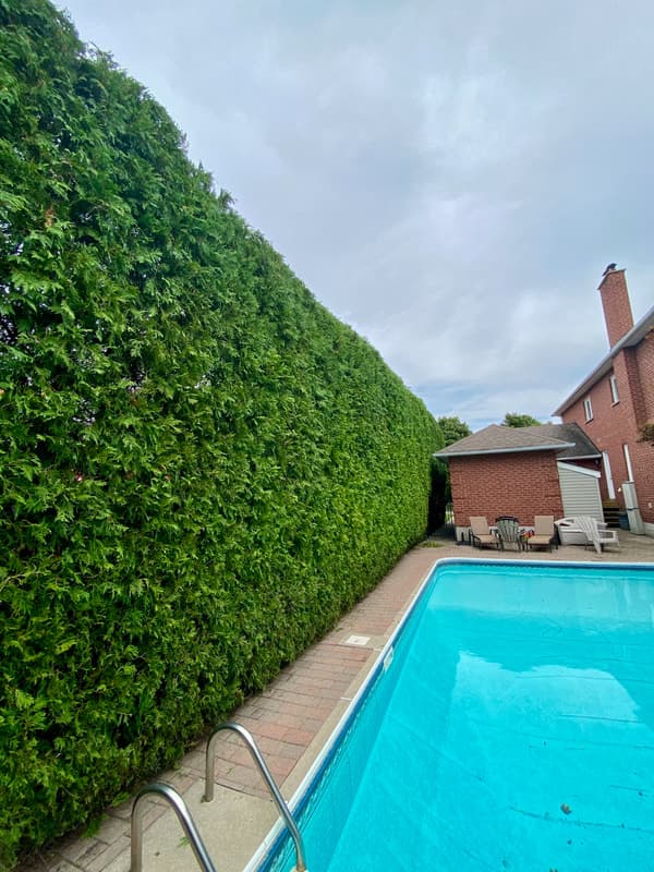 Before and after cedar hedge trimming