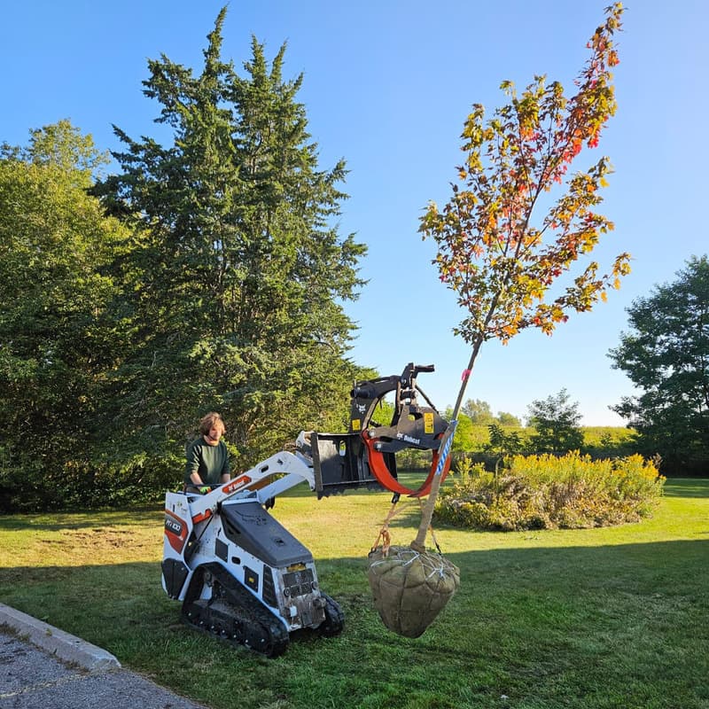 Tree planting by ISA Certified Arborist