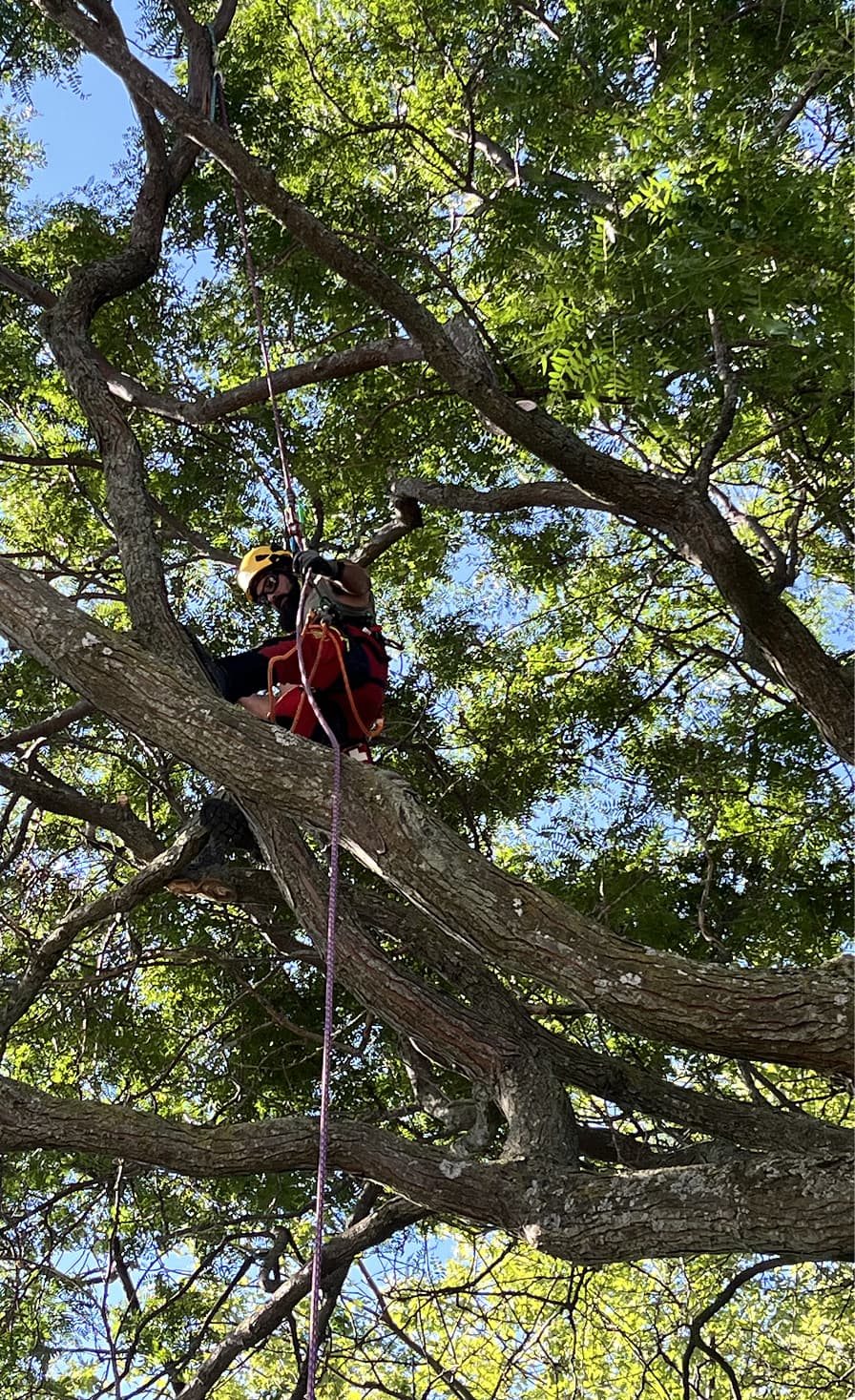 Tree pruning work in progress