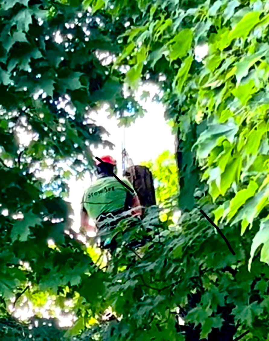 Professional tree maintenance by Stewart Services