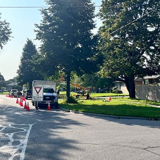 Professional tree removal by Stewart Services in Durham Region